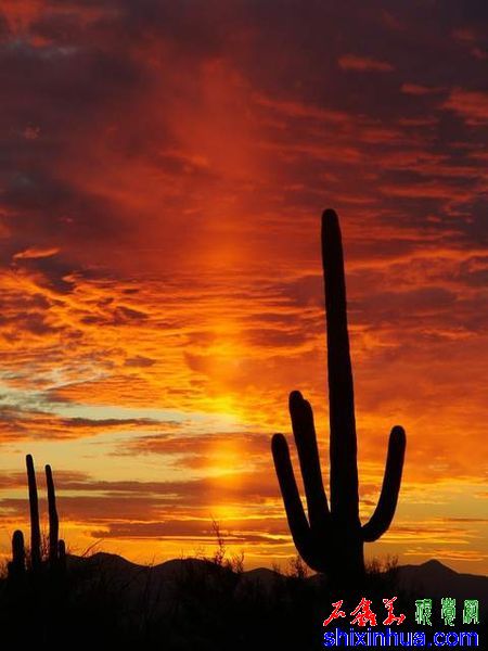 450px-Sunset_in_Saguaro_National_Park.JPG